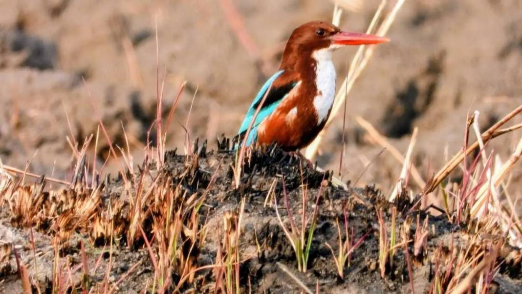Hatay’da Milleyha Sulak Alanı Göçmen Kuşlarla Görsel Şölen Sunuyor 3
